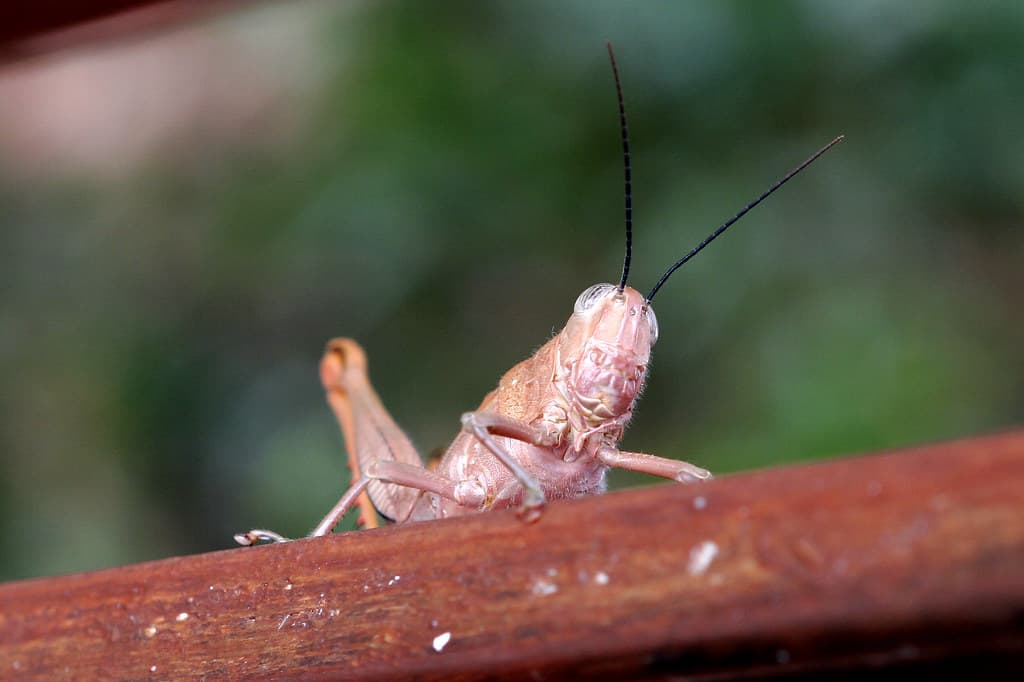 Hop-along Mr Grasshopper