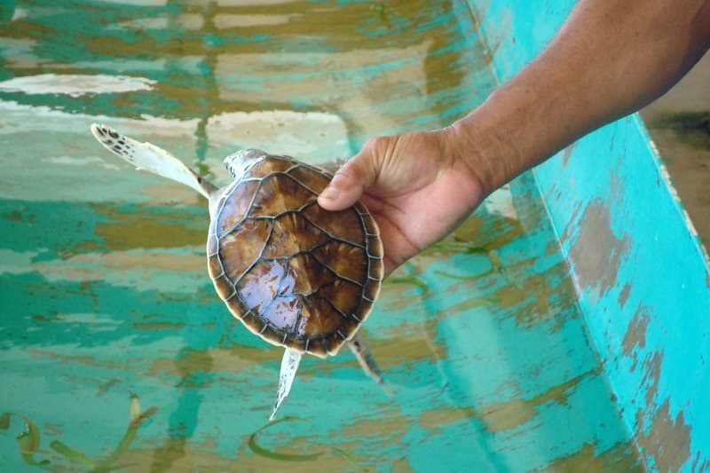 Tartaruga verde bebê 2 / Baby green turtle 2