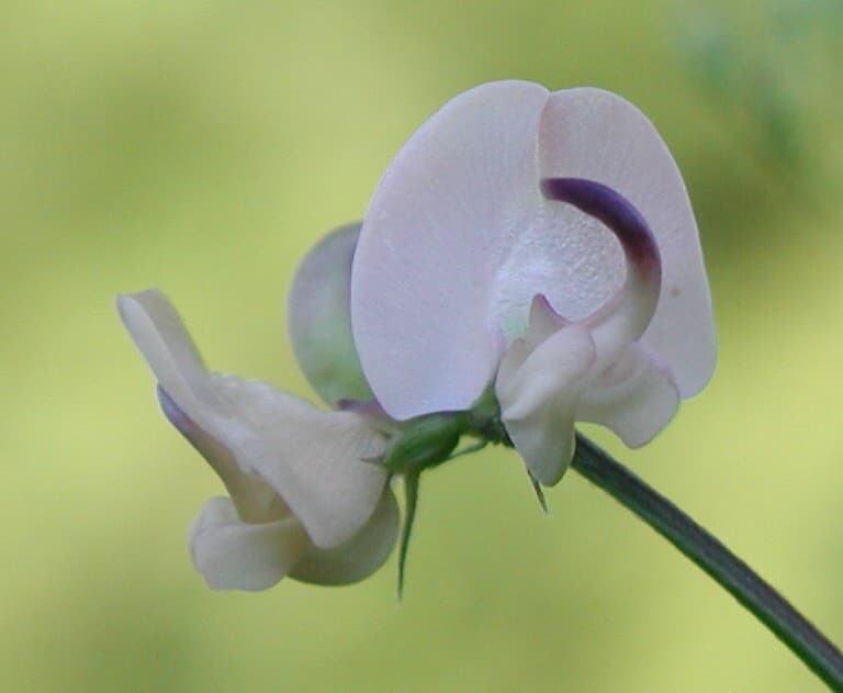 Trailing Wild Bean