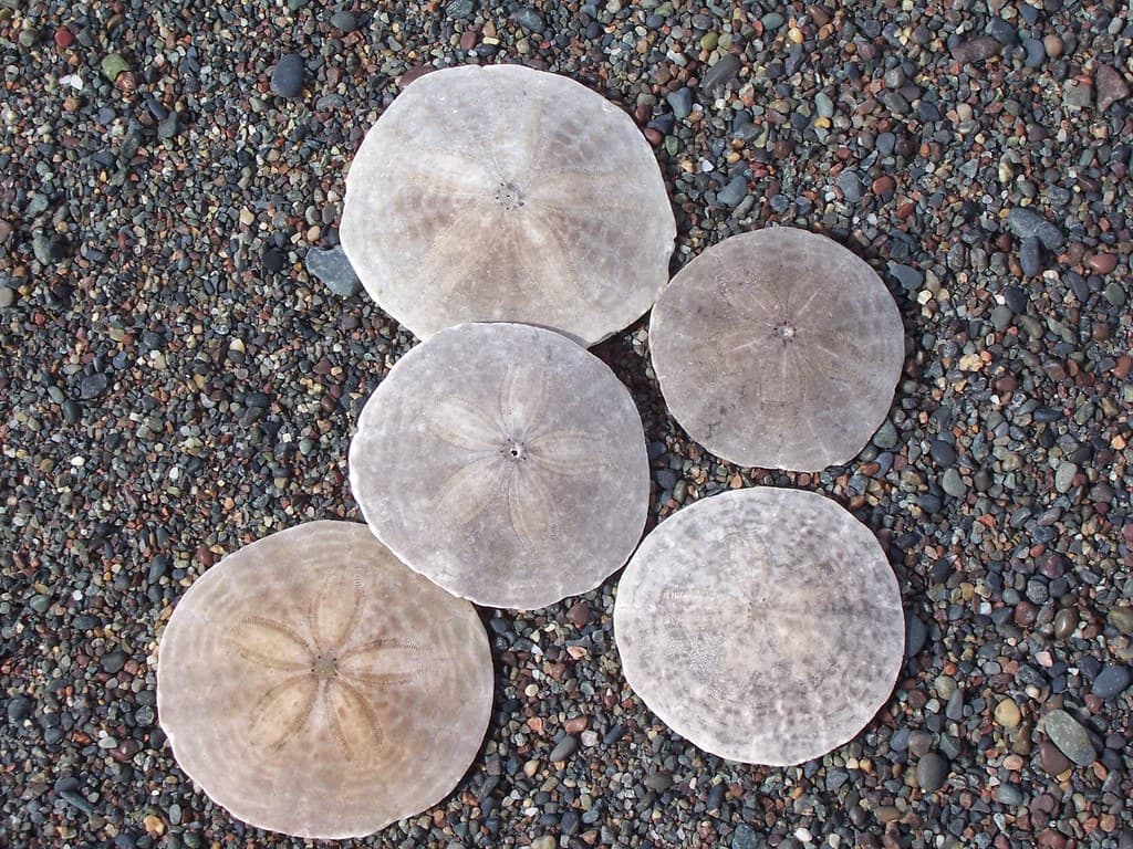 Treasure - Sand Dollars