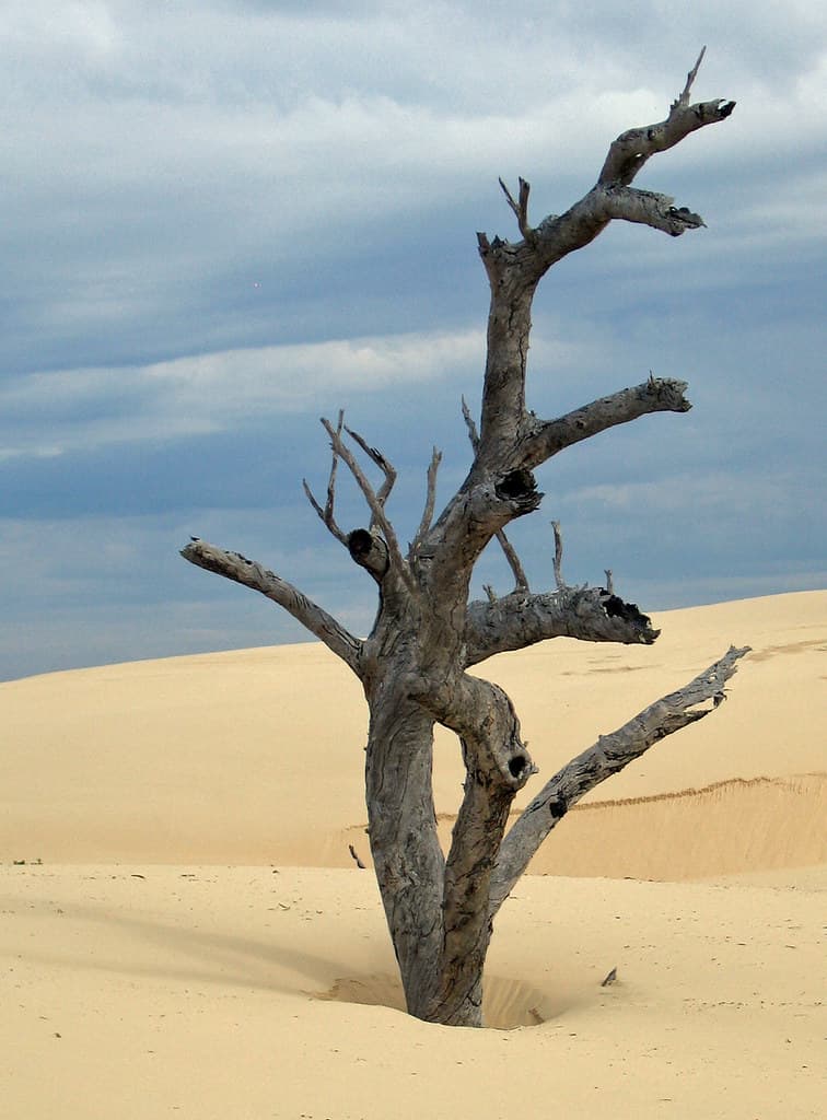 Swallowed by the dune