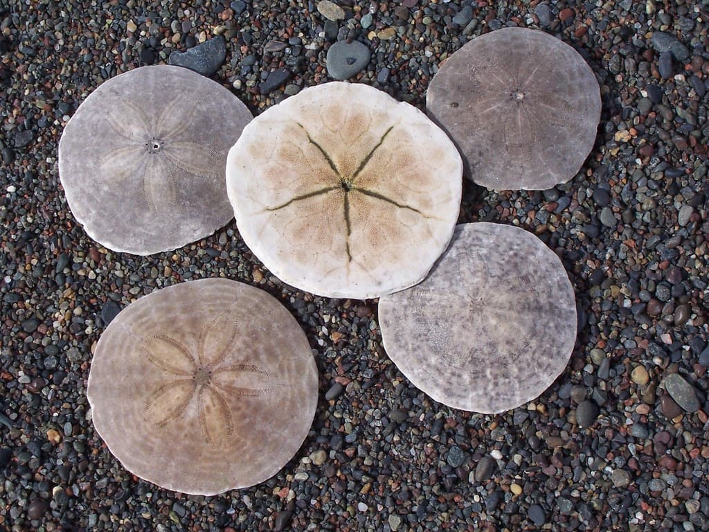 Treasure - Sand Dollars