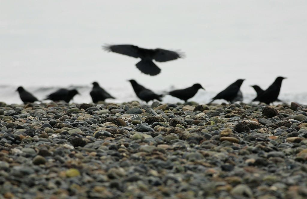 Lowman Beach, Seattle