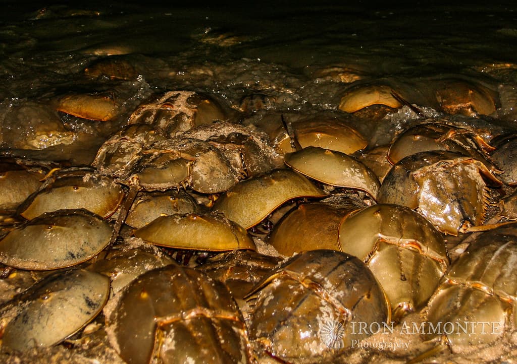 Spawning Horseshoe Crabs, Slaughter Beach, Delaware Bay 5