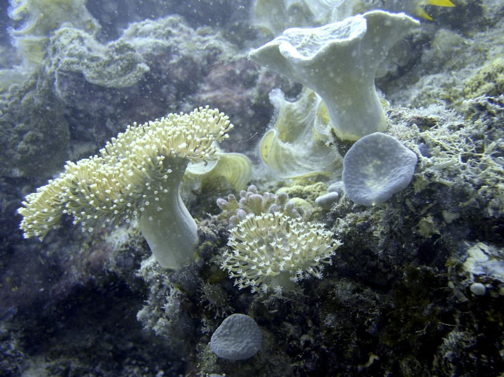 Great Barrier Reef