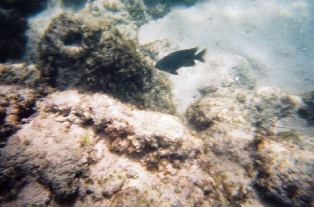 Snorkeling at Carlsmith Beach Park