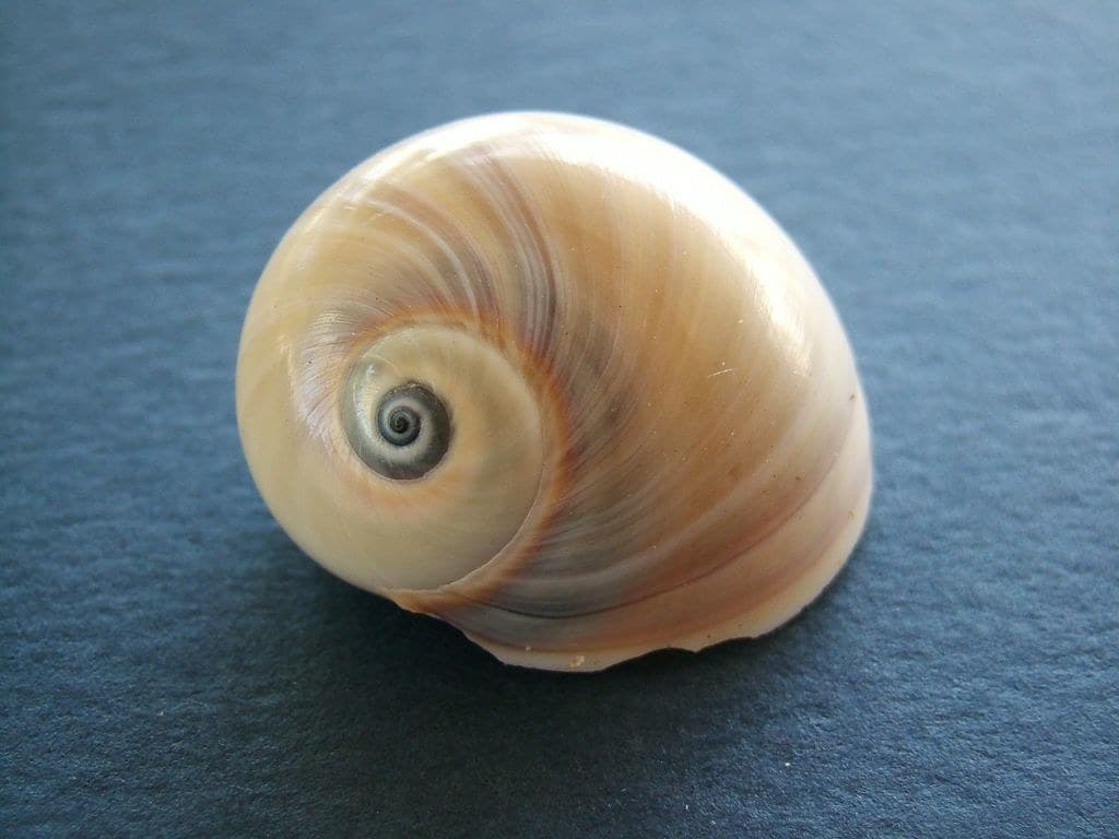Shell