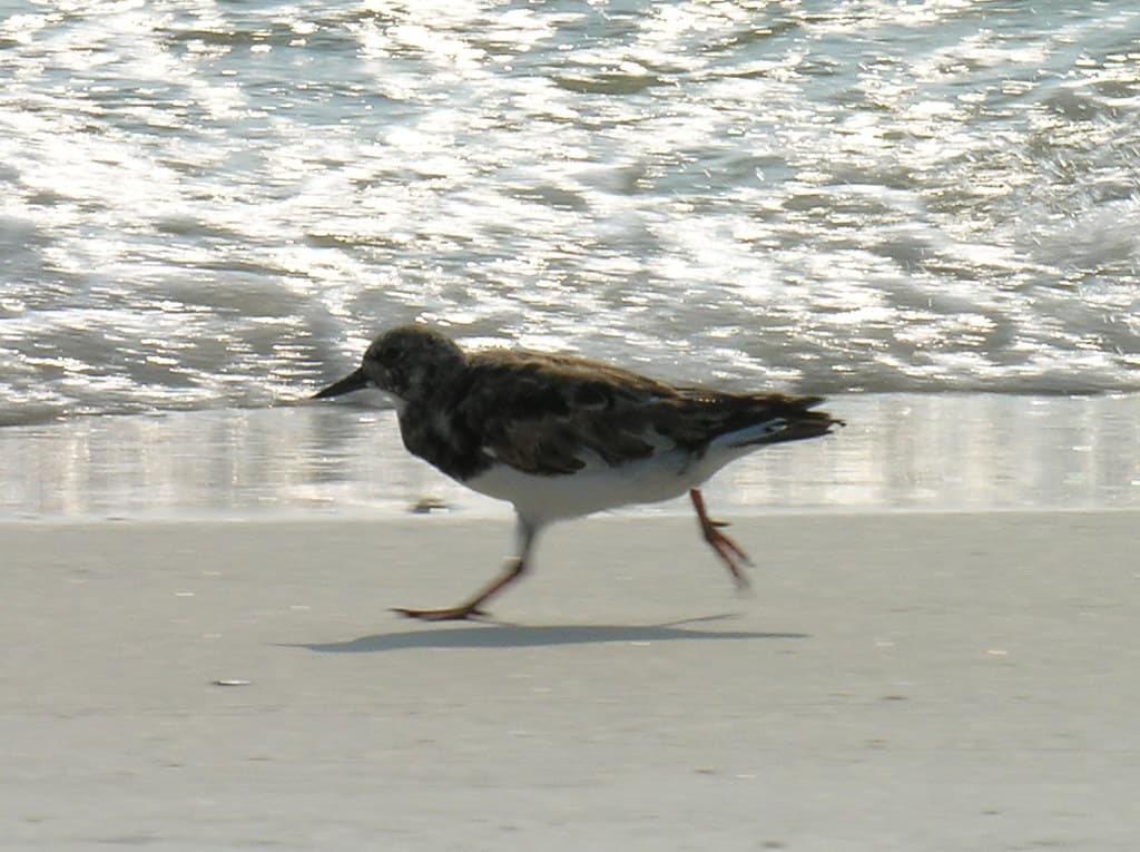 Running Toward "Found Food"