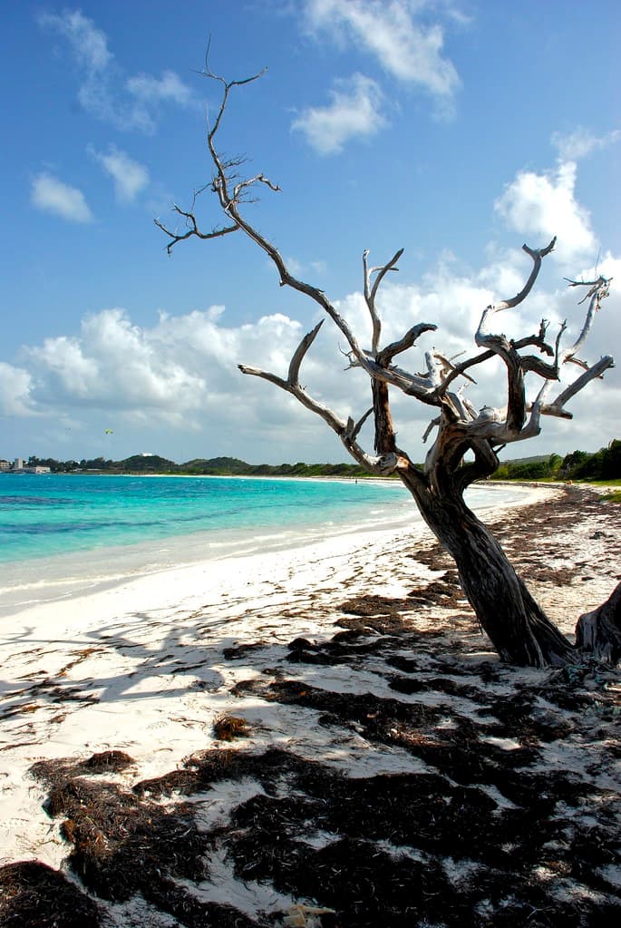 Davis Bay Beach — photo by sharkbait