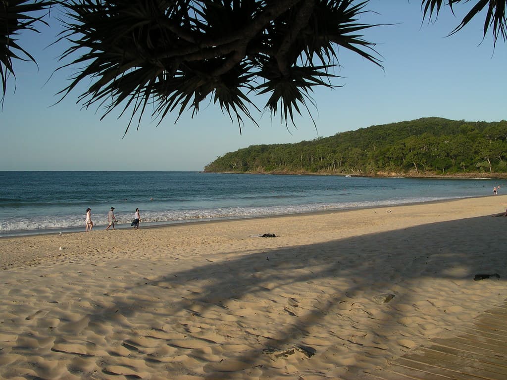 Pandanus and Beach, Noosa Heads