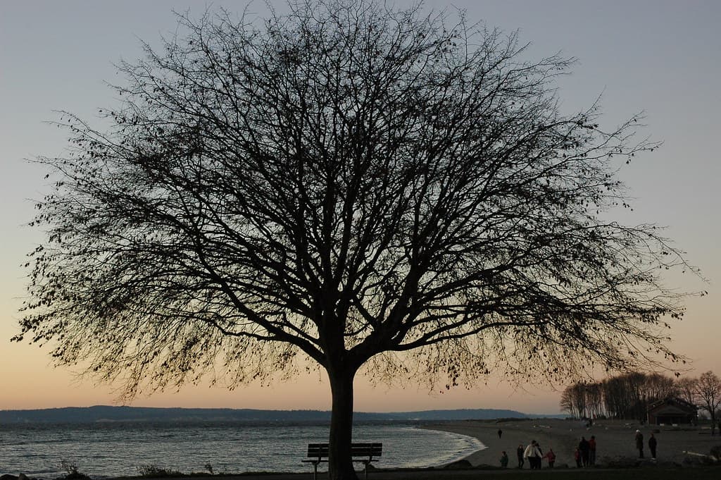 Tree on the beach. Golden Gardens Park, Sunset, Seattle, Washington, USA