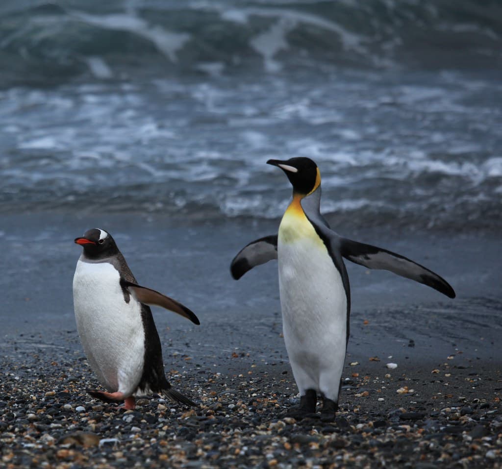 Gentoo Penguin and a white-beaked King Penguin