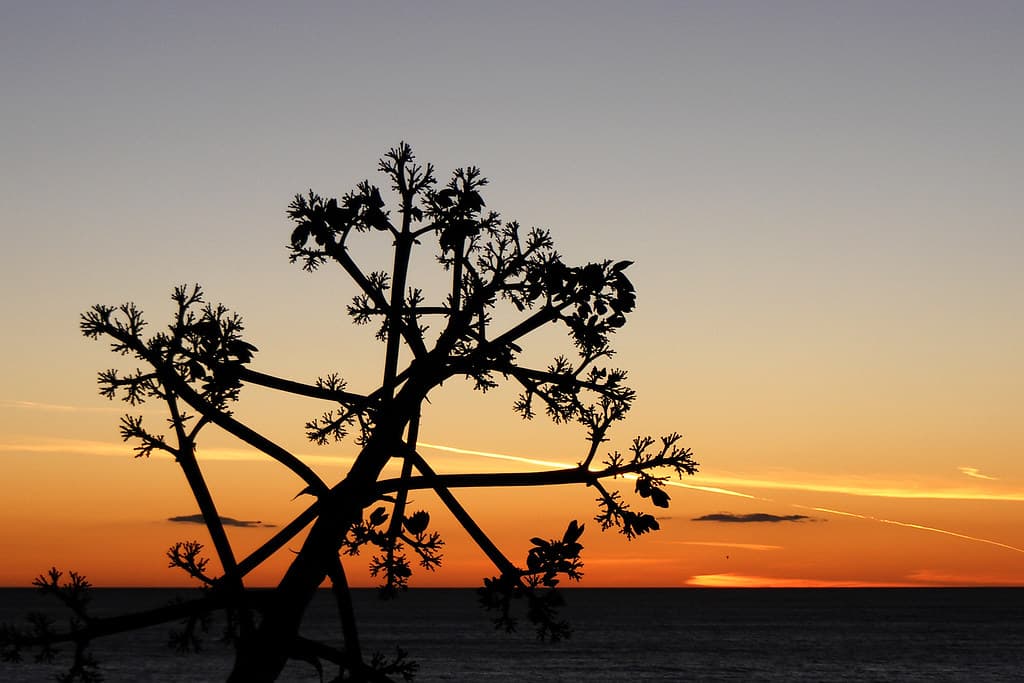 Santa Monica Sunset
