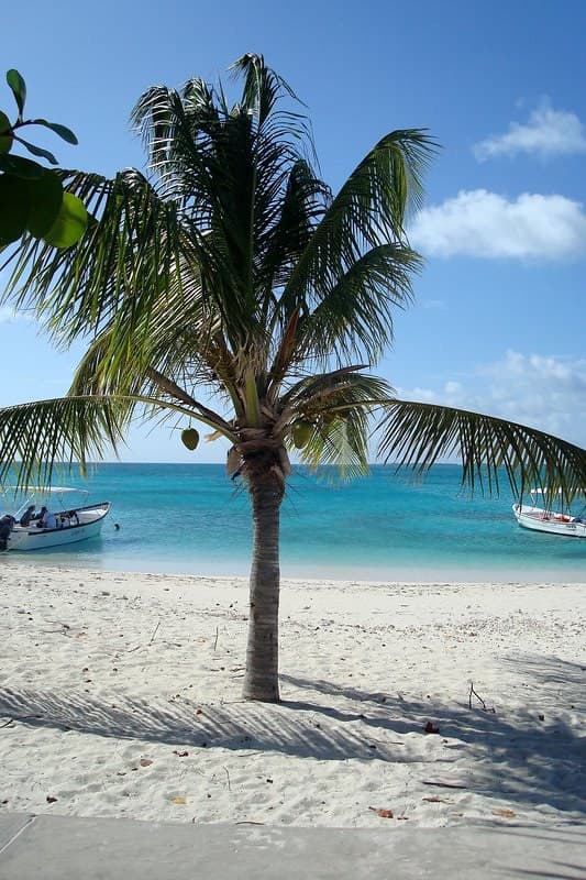 Coqueiro em Dos Mosquises / Coconut tree at Dos Mosquises