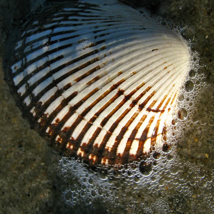 Ark Shell