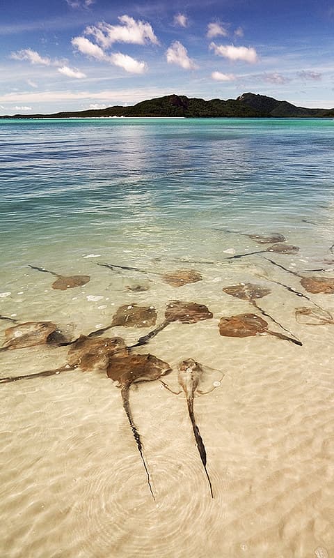 Whitsunday Congregation