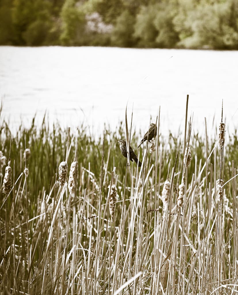 Marsh Birds