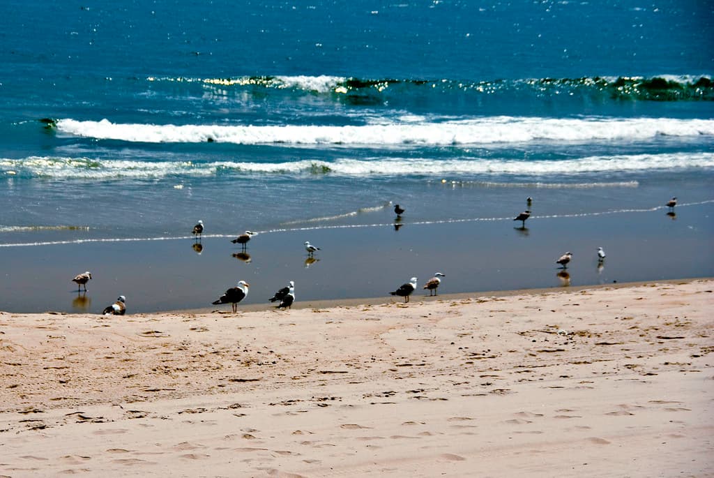A Flock of Seagulls