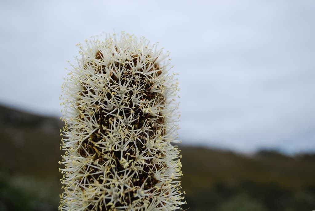 Spear Grass flowers close-up - opposite Squeeky Beach turn-off