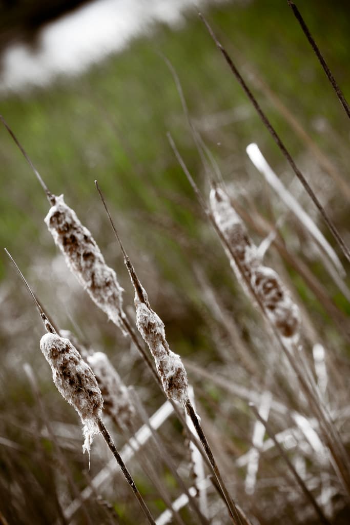 Cattails