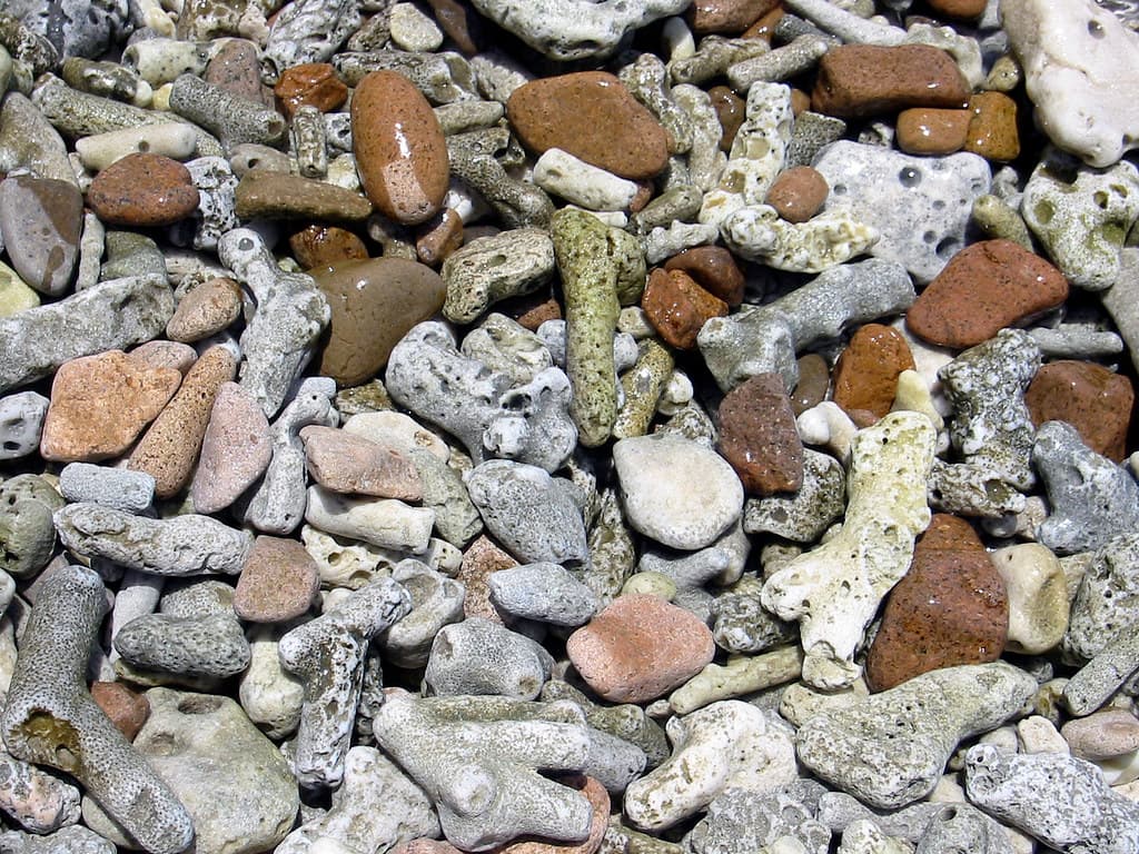 Coral