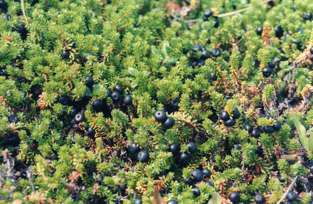 Empetrum nigrum (Black Crowberry)