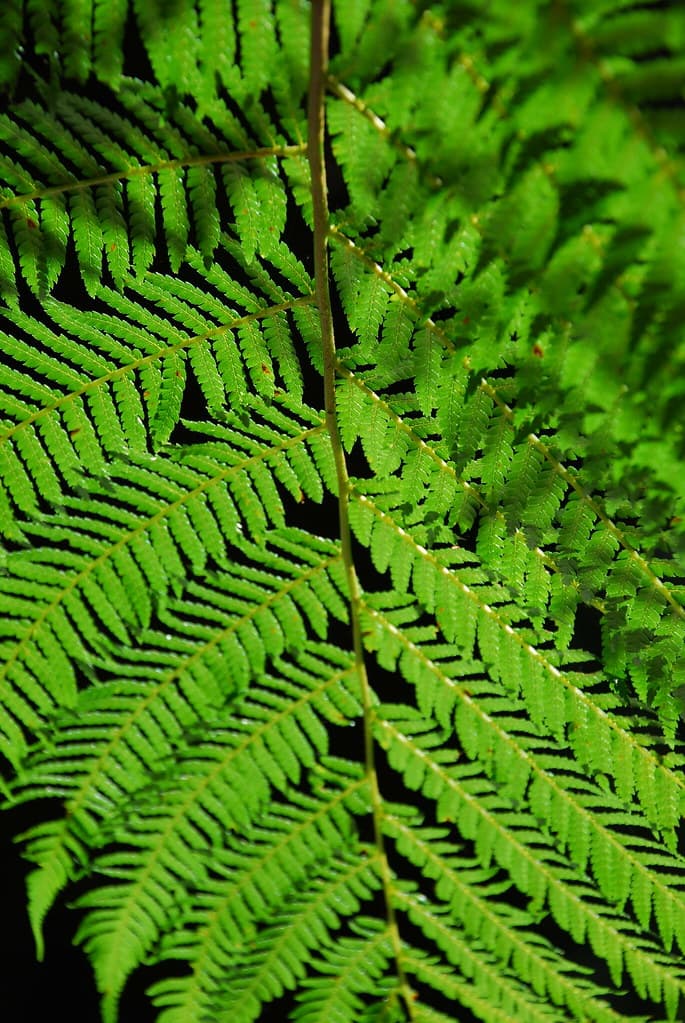 DSC_6447