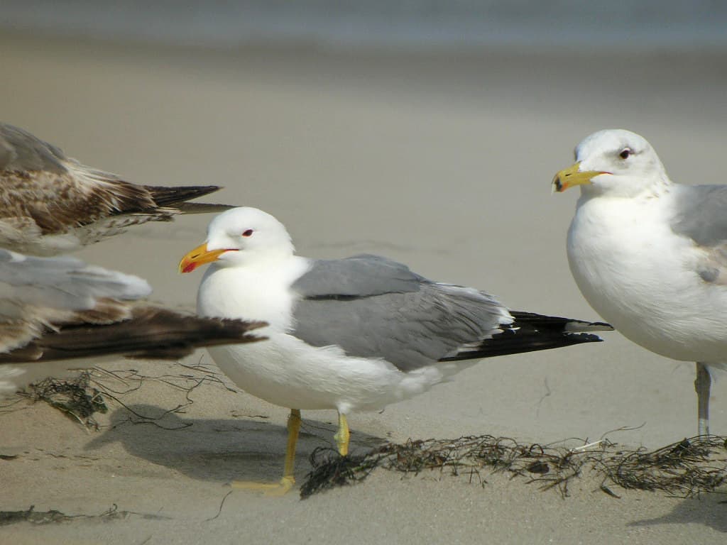 California Gulls (Larus californicus)