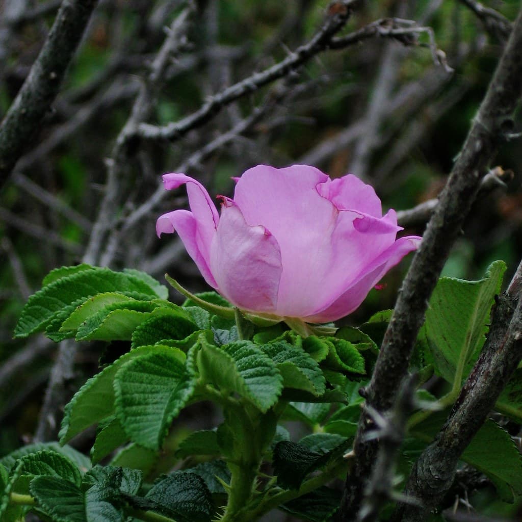 Rosa rugosa