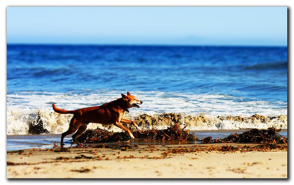 Devereux Dog