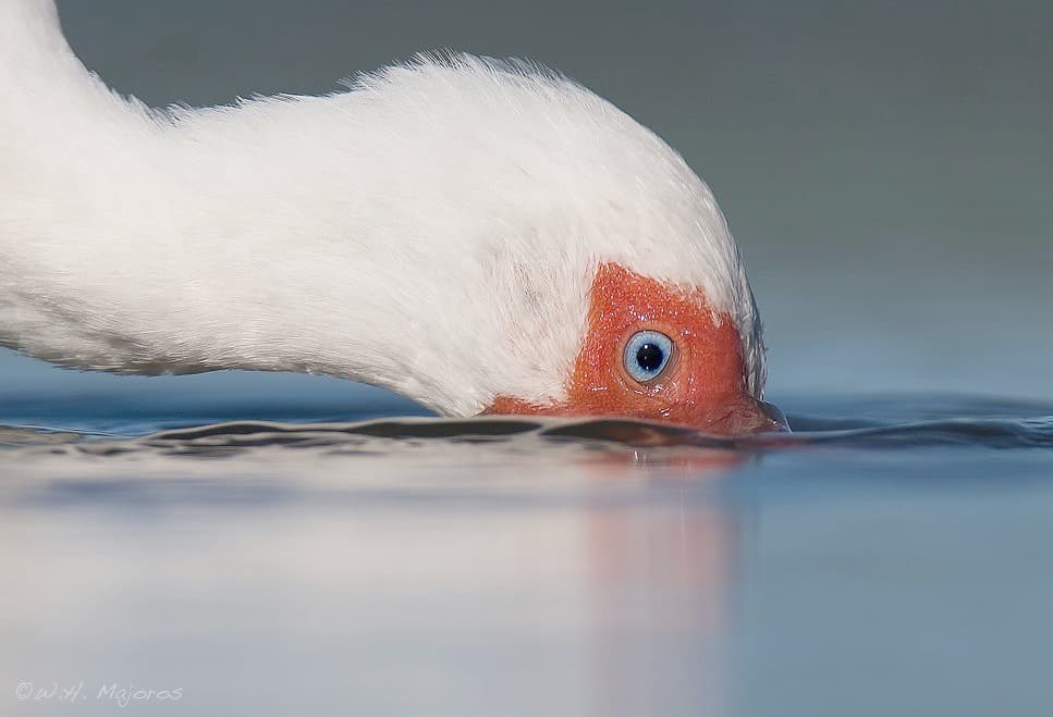 White Ibis