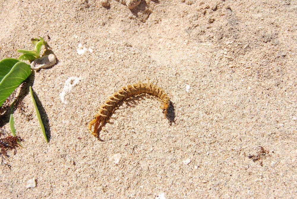 Creepy on the beach