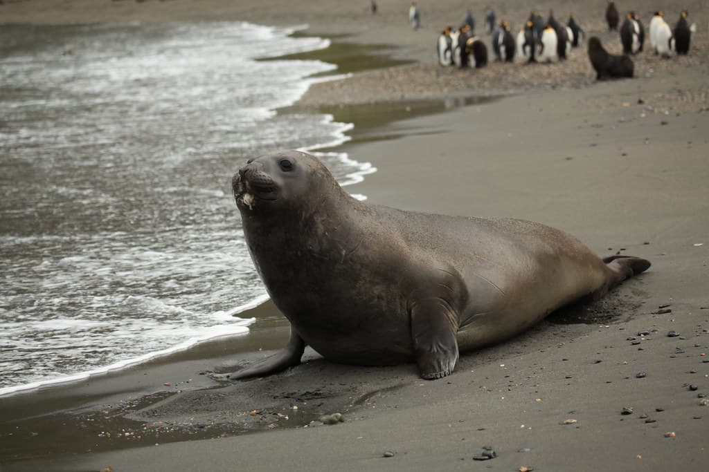Southern Elephant Seal poses seductively on the beach