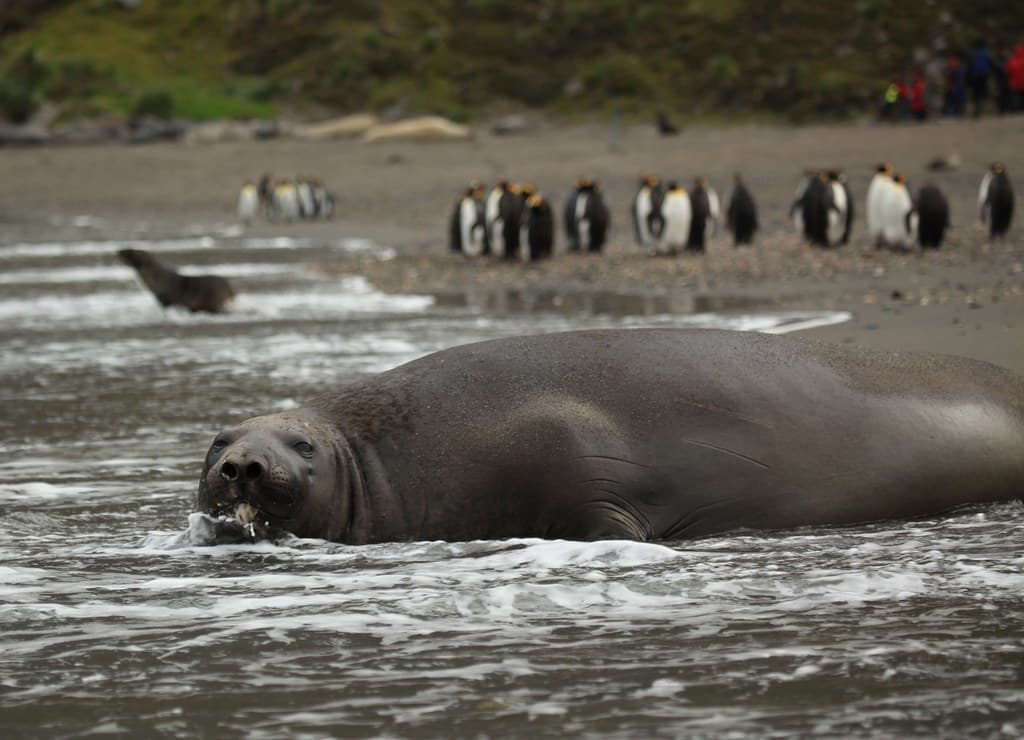 Southern Elephant Seal playing in the water