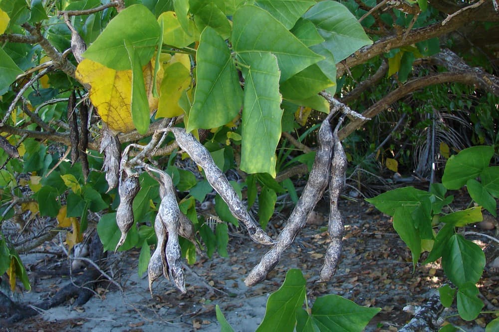Beach coral tree - Erythrina variegata (2photos)