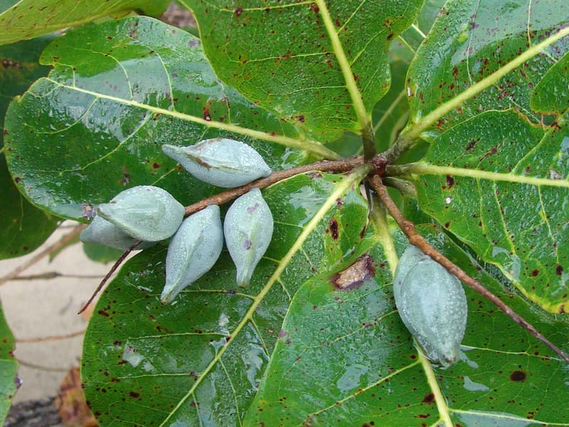 Immature fruits of Beach Damson (Terminalia arenicola)