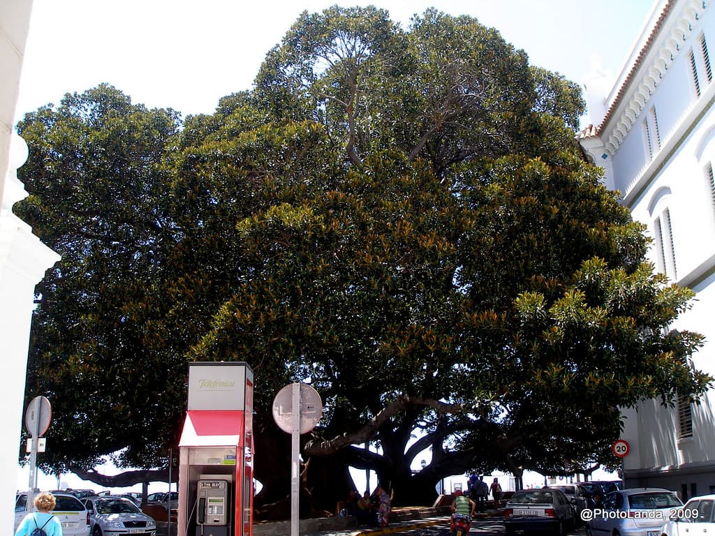 Ficus del Mora