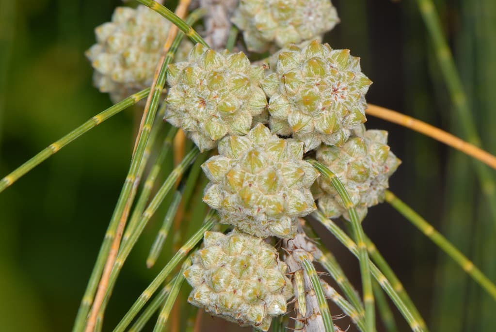 Casuarina equisetifolia L. - Australian pine, beach sheoak, common ironwood