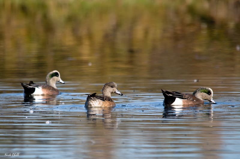 American Widgeons