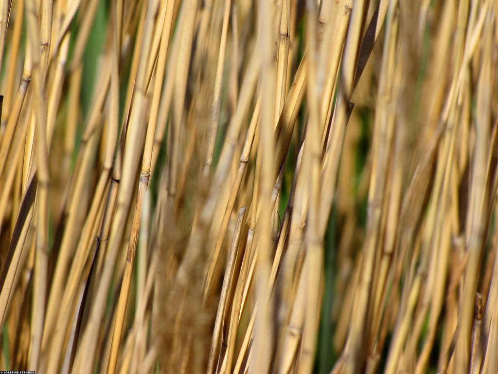 20090530_18 Reed (Phragmites australis) on Kungsö, near Gothenburg, Sweden