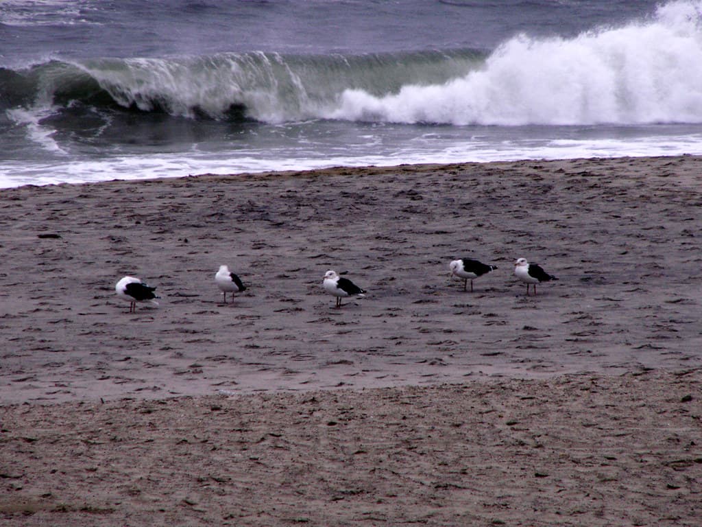 The Ocean Roar