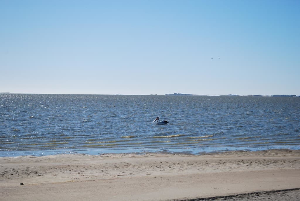 Pelican - Lake Albert, Meningie