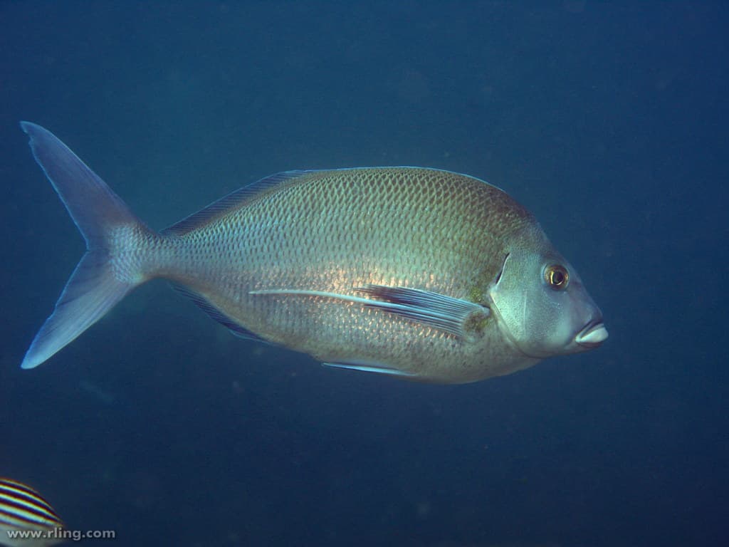 Blue Morwong