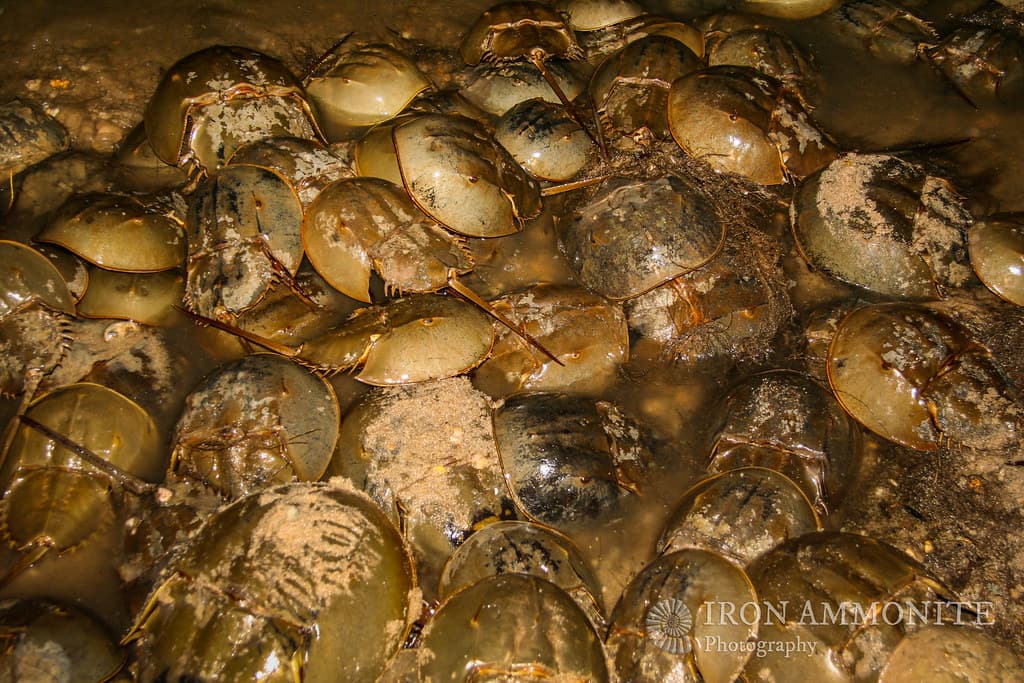 Spawning Horseshoe Crabs, Slaughter Beach, Delaware Bay 4