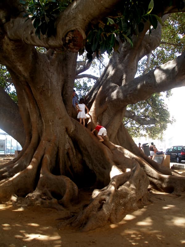 Ficus del Mora
