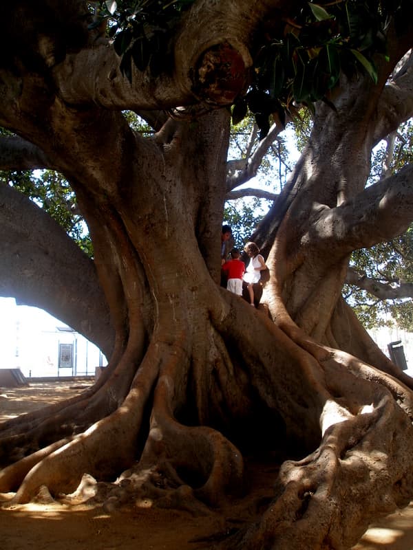 Ficus en la Plaza del Antiguo Hospital Mora (Cádiz, Andalucía)