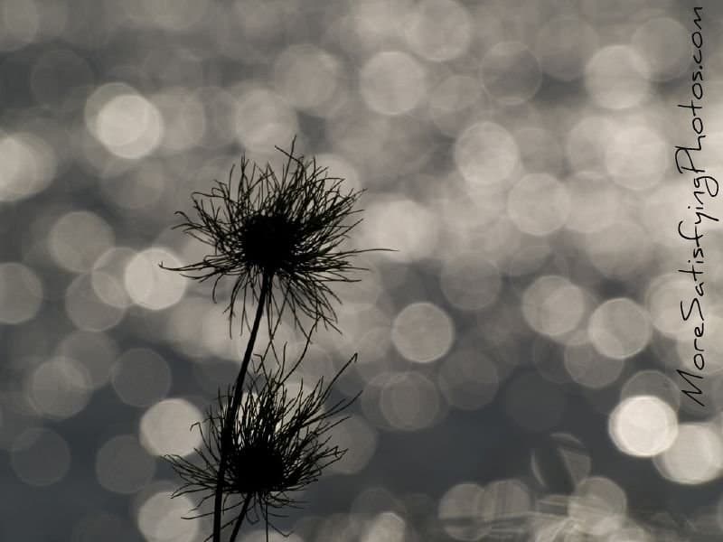 Wild Onion at the beach