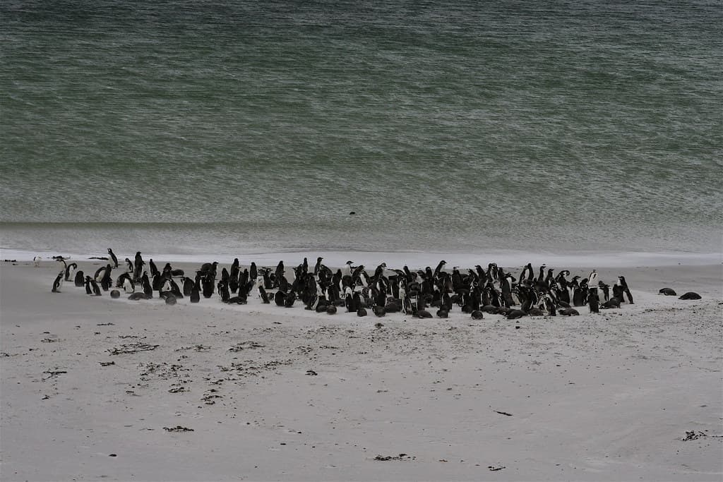 Beach Colony