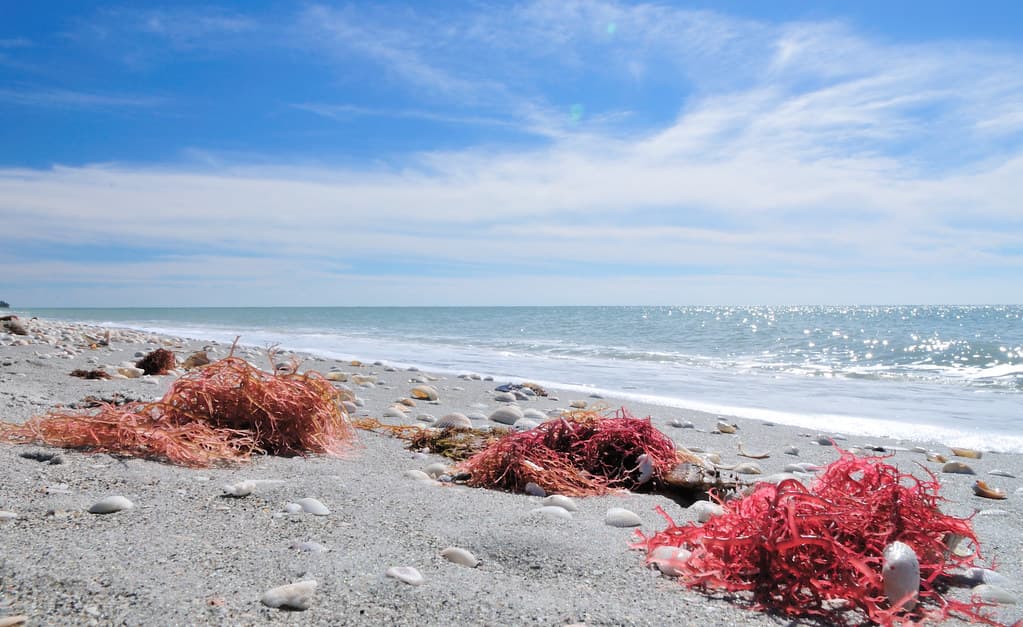 Shells and algae on Sanibel's Bowman's beach
