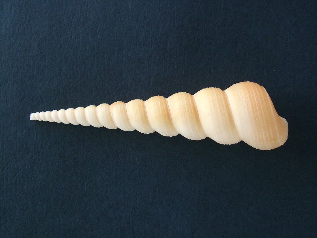 Conical shell